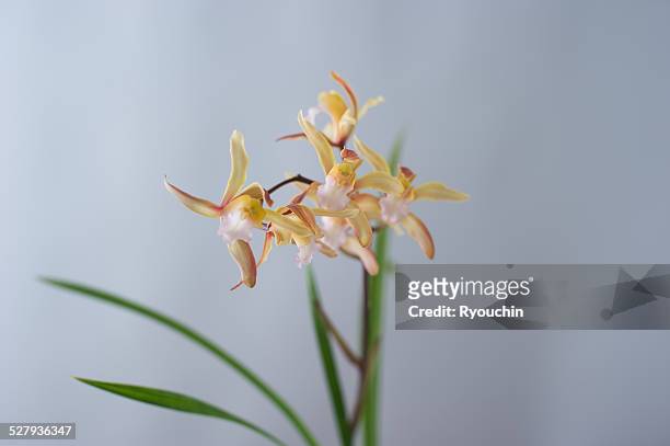 ikebana, flower arrangement - orchids of asia - fotografias e filmes do acervo