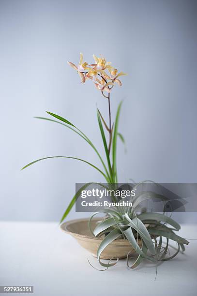 ikebana, flower arrangement - ikebana stock pictures, royalty-free photos & images