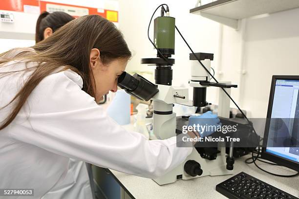 female scientist researching stem cells - regenerative medicine stockfoto's en -beelden