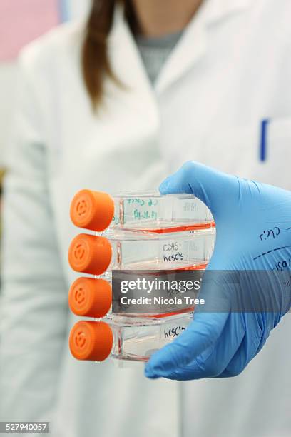 scientist holding stem cells for research in the l - stamcel stockfoto's en -beelden