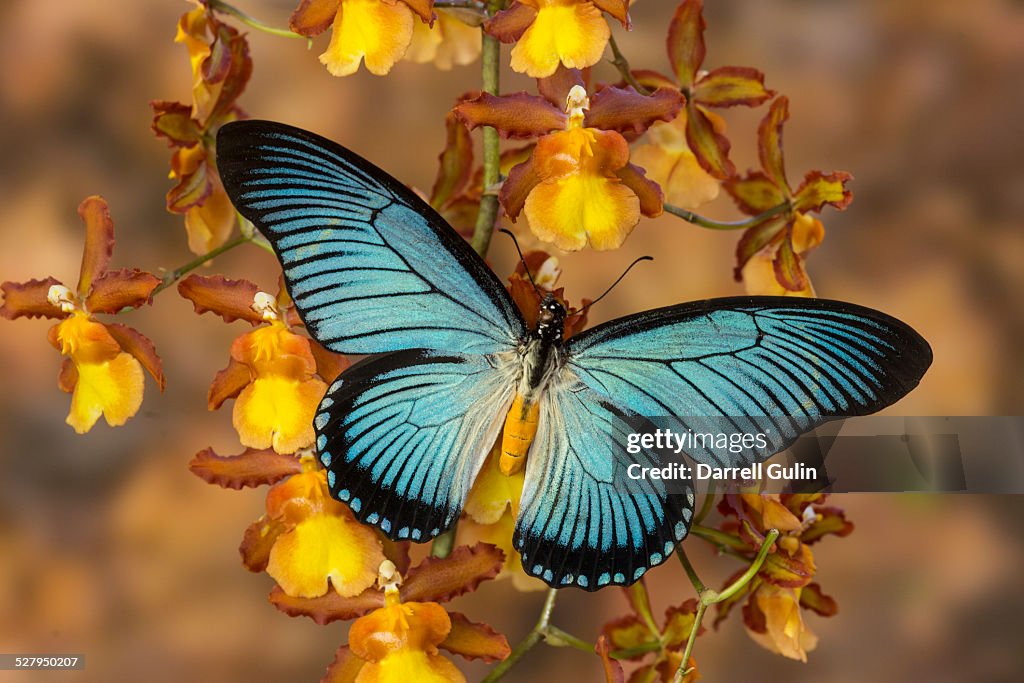 Blue butterfly papilio zalmoxis on orchid