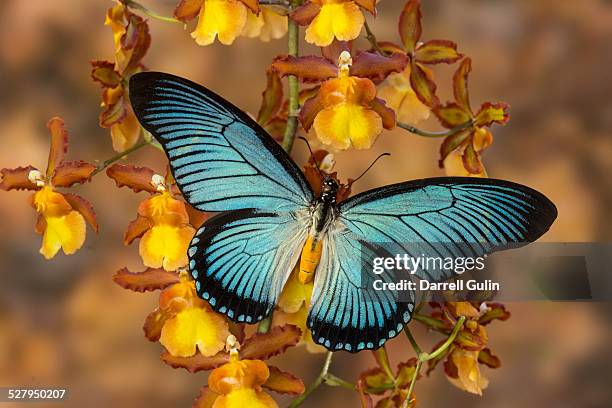 blue butterfly papilio zalmoxis on orchid - farfalle foto e immagini stock