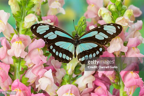 butterfly philaethria dido on pink snapdragon - snapdragon stock pictures, royalty-free photos & images