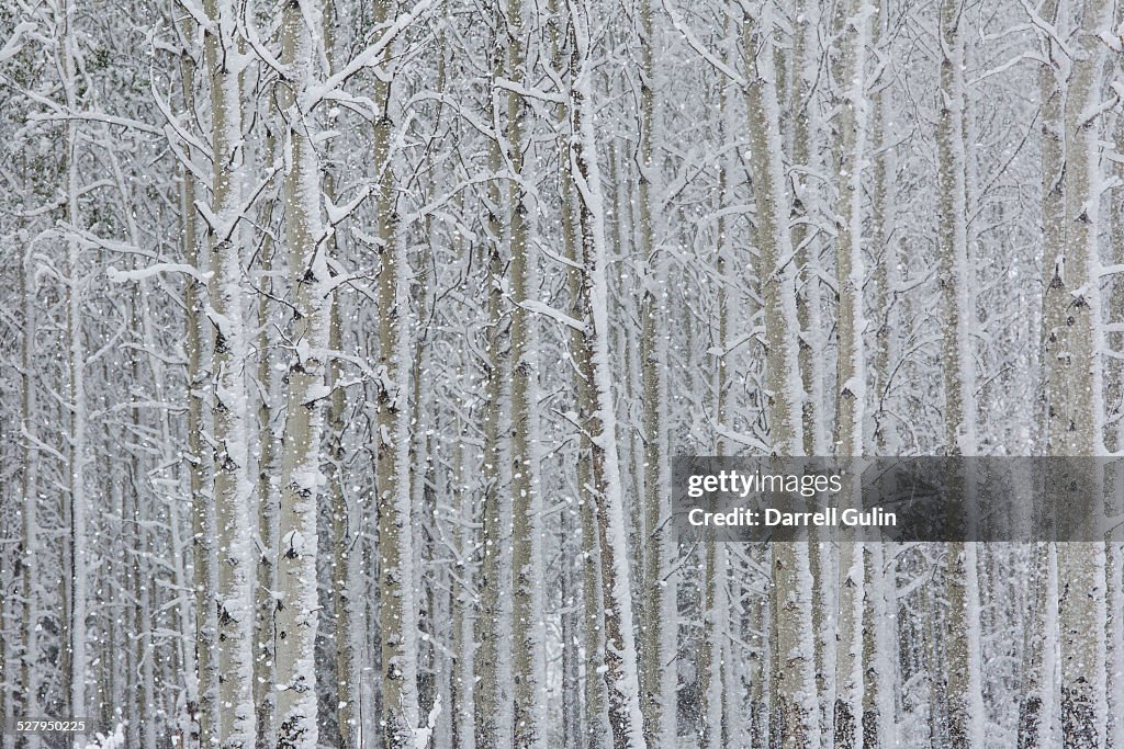 Snowing aspens