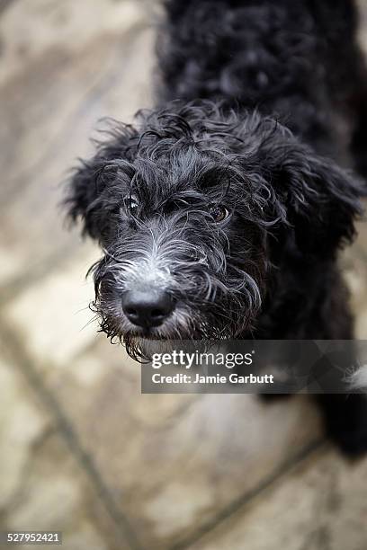 black labradoodle puppy looking up - labradoodle stock pictures, royalty-free photos & images