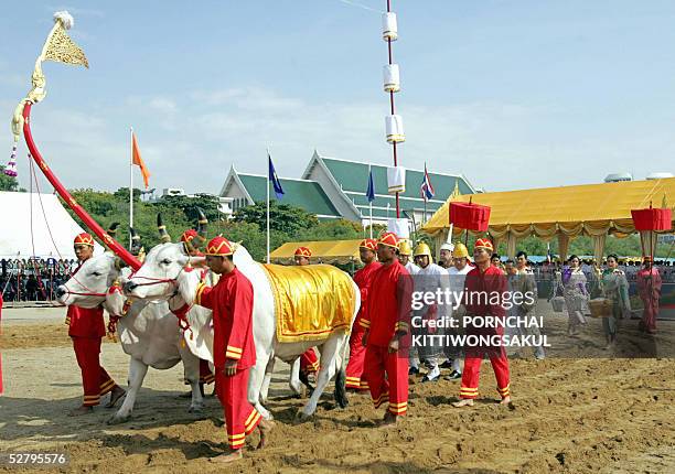 Thai Brahmen plough using oxen during the annual royal ploughing ceremony in Bangkok, 11 May 2005. The Thai royal soothsayer predicted plenty of rain...