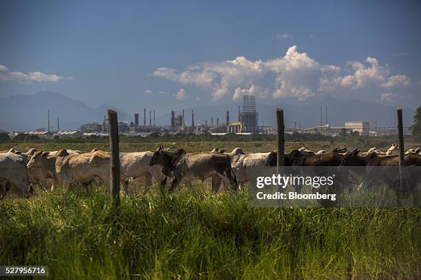 Petrobras's Comperj oil refinery stands behind cattle grazing on a farm in Itaborai, Brazil, on Tuesday, April 12, 2016. Just 30 miles east of the...