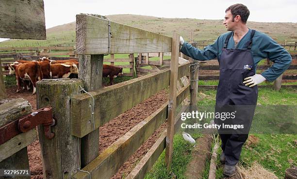 Veterinarian Phillip Brown looks on as hereford cattle are corralled to be checked for signs of Foot and Mouth disease May 11 on Waiheke Island, New...