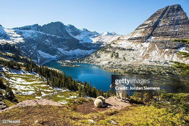 scenic view of glacier national park. - us glacier national park stockfoto's en -beelden