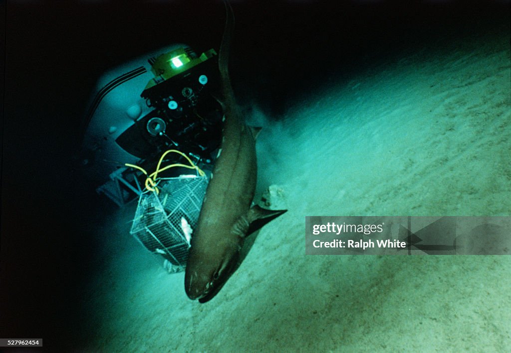 Sixgill Shark with Bait Cage and Submersible