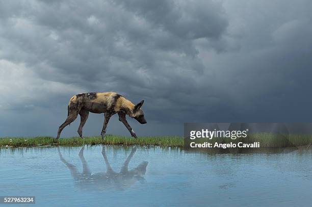 african wild dog (lycaon pictus) by pond - lycaon photos et images de collection
