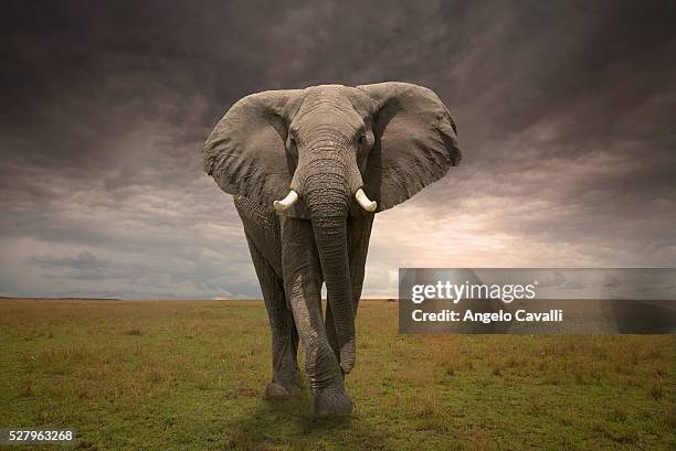 threatening male elephant - elephant foto e immagini stock