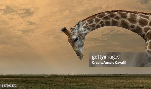 giraffe bending her neck - tierhals stock-fotos und bilder