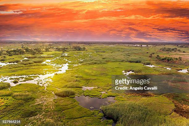 aerial view of wetland, okavango delta, botswana - botswana stock-fotos und bilder