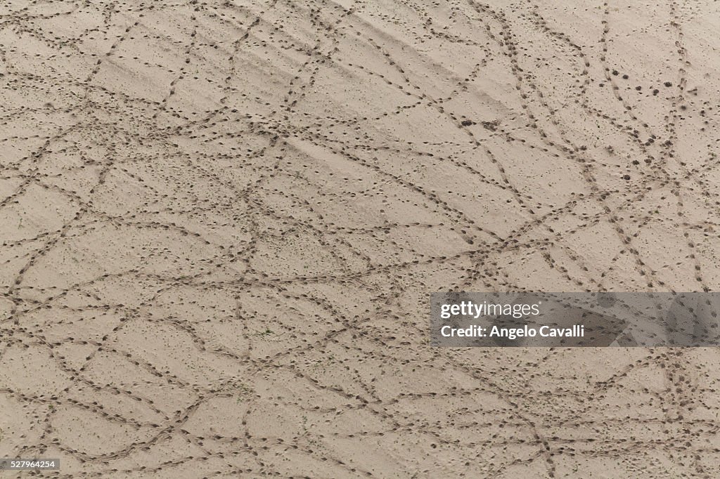 Aerial view of land with animal footprints