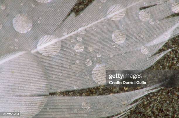 gull feather on sand - gaviota de california fotografías e imágenes de stock