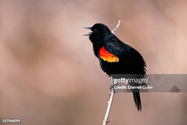 1,804 Animal Sound Archive Photos and Premium High Res Pictures - Getty Images 1,804 Animal Sound Archive Photos and Premium High Res Pictures - Getty Images
