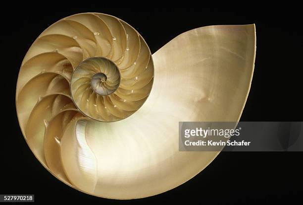 cross-section of chambered nautilus shell - nautilus - fotografias e filmes do acervo