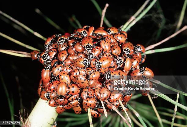 hibernating swarm of ladybugs - ladybug stock pictures, royalty-free photos & images