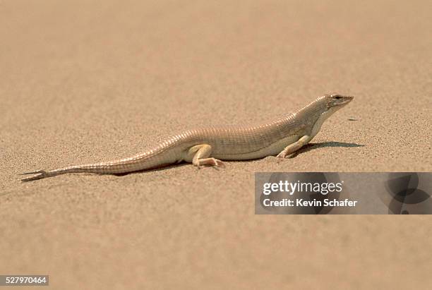 deserted plated lizard in the sand - plated lizard stock pictures, royalty-free photos & images