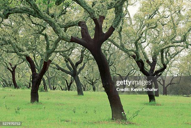 cork trees with stripped bark - cork tree stock pictures, royalty-free photos & images