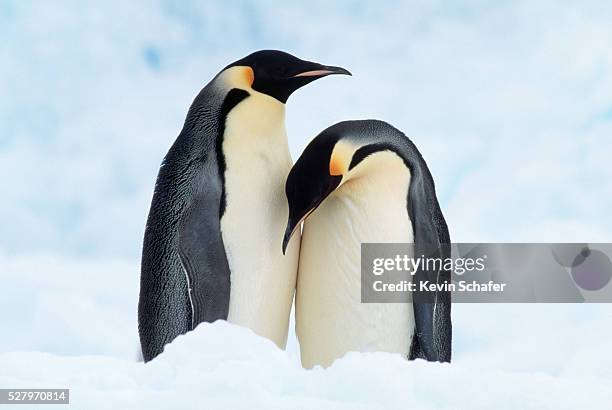 Penguin Mating Rituals Emperor Penguin Mating