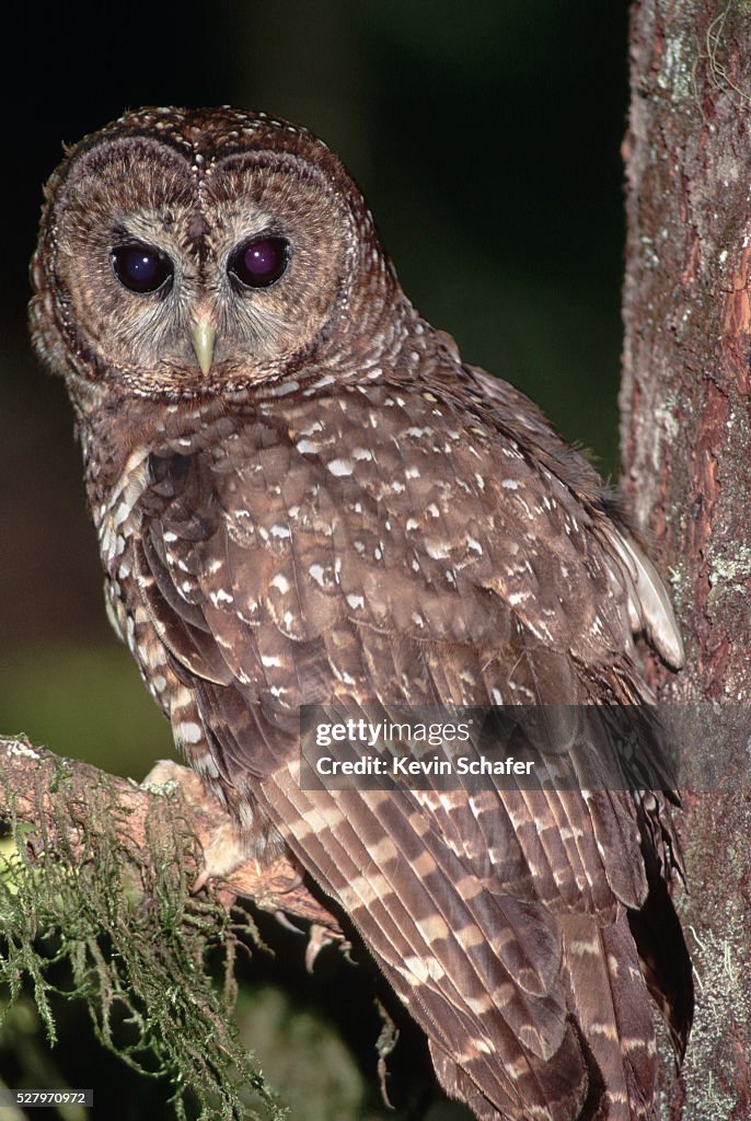 Northern Spotted Owl