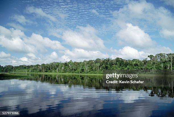 shore of oxbow lake - manu national park stock pictures, royalty-free photos & images