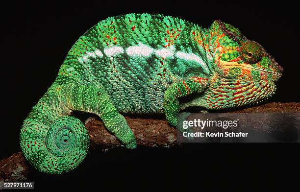 panther chameleon clinging to branch - east african chameleon stock pictures, royalty-free photos & images