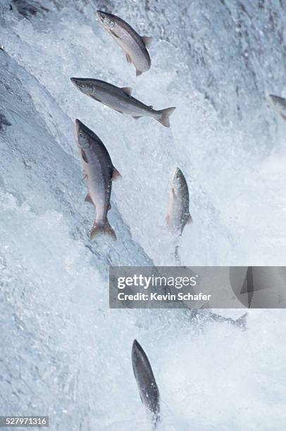 sockeye salmon jumping up waterfall - salmon jumping stockfoto's en -beelden