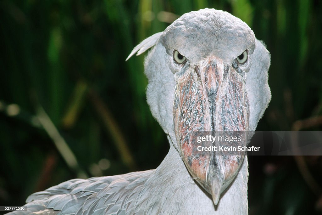 Shoebill Stork