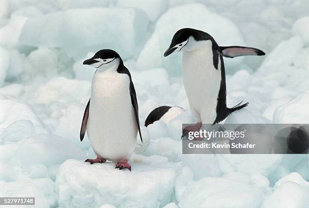 chinstrap penguins - pinguim da antártica - fotografias e filmes do acervo