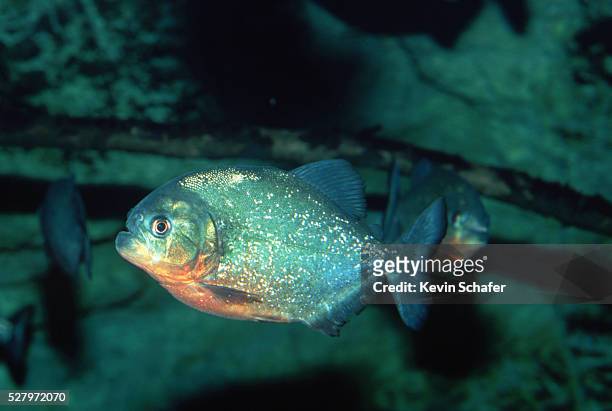 piranha swimming - cypriniforme photos et images de collection