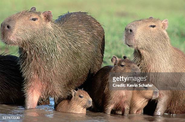 capybaras with babies - poncho fotografías e imágenes de stock