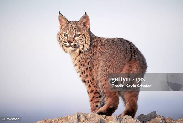 bobcat - wildcats stock pictures, royalty-free photos & images