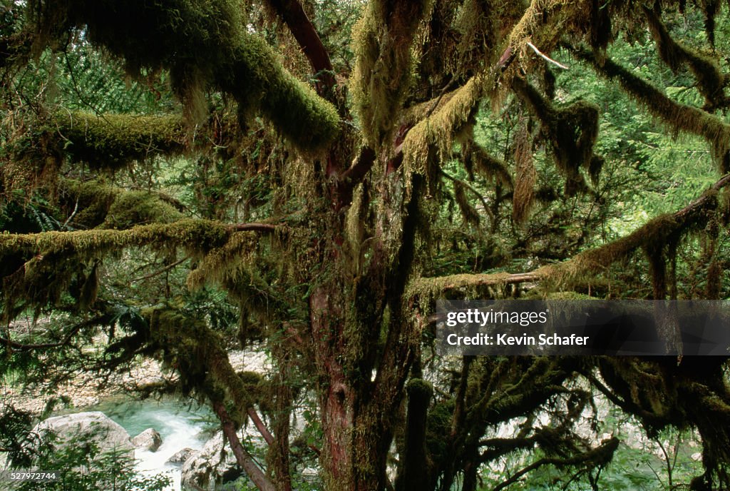 Moss-Hung Yew in Olympic Rainforest