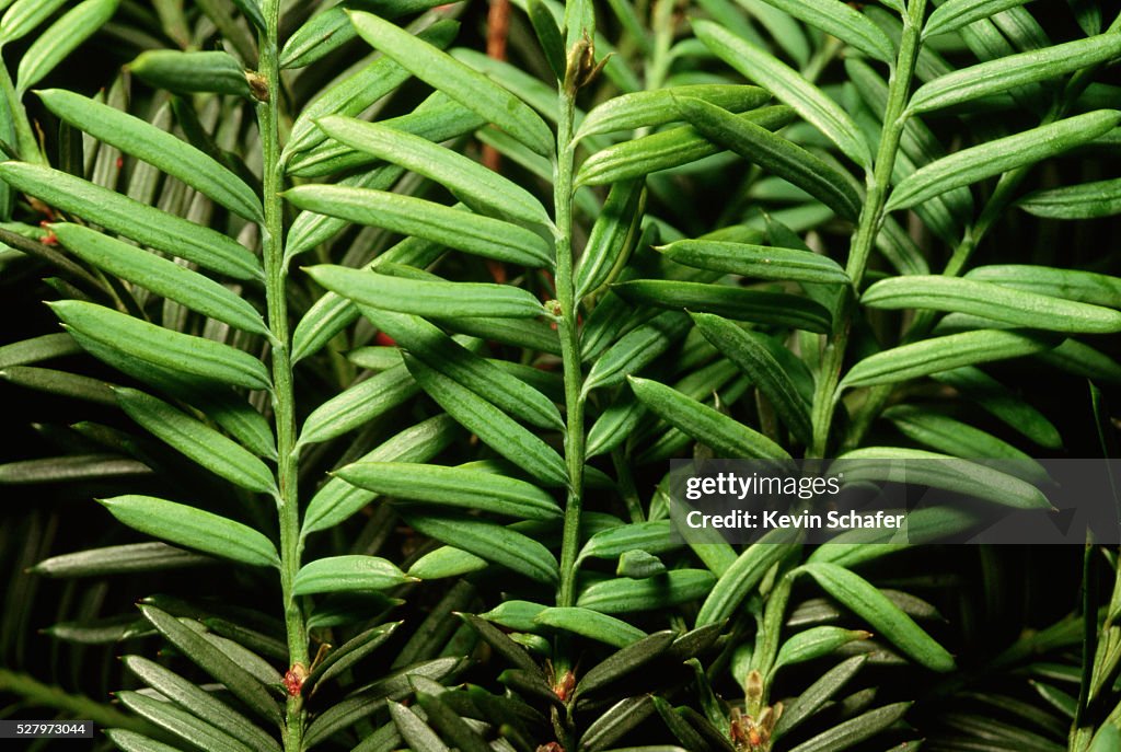 Close-up of Pacific Yew Needles