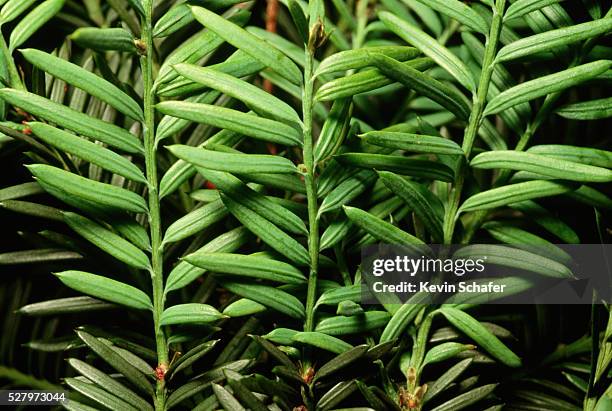 close-up of pacific yew needles - yew needles stock pictures, royalty-free photos & images