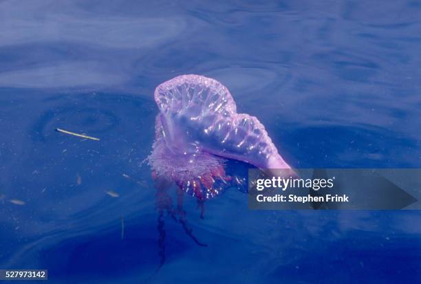 portuguese man-of-war - man of war stock pictures, royalty-free photos & images