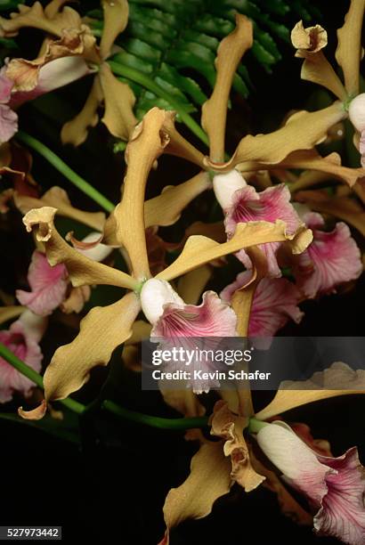 close-up of laelia grandis blooms - laelia stock pictures, royalty-free photos & images