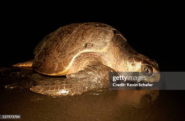 olive ridley turtle on wet sand - pacific ridley turtle stock pictures, royalty-free photos & images