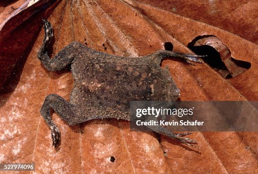 Surinam Toad on Leaf Surinam Toad on Leaf
