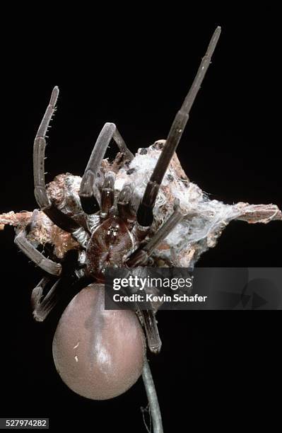 Encasing Insects 238 Encasing Stock Photos, High-Res Pictures, and Images - Getty Images
