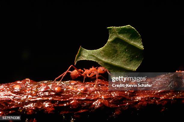 Lifting Up Insect 68 Ants Lifting Stock Photos, High-Res Pictures, and Images - Getty Images