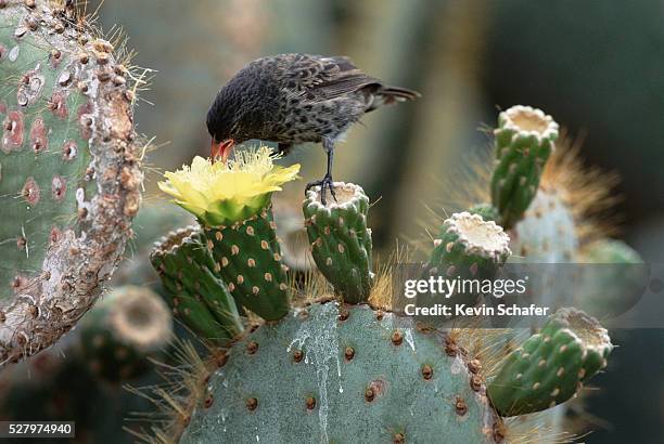 finch eating nectar from a cactus flower - yellow finch stock pictures, royalty-free photos & images