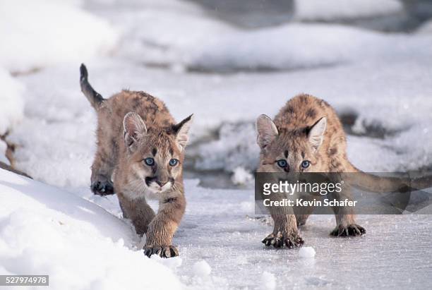 mountain lion cubs on ice - puma stock-fotos und bilder