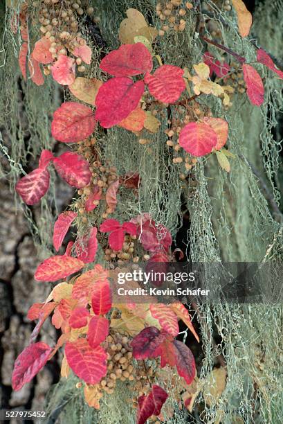 poison oak mingled with moss - toxicodendron diversilobum stock pictures, royalty-free photos & images