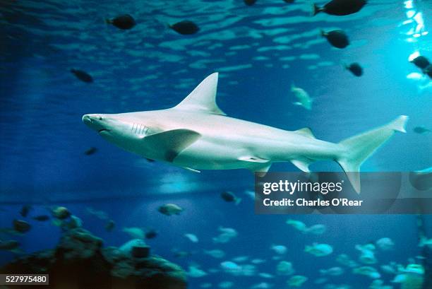 tiger shark - tiger shark stock pictures, royalty-free photos & images