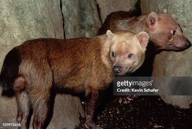 bush dogs - bush dog stock pictures, royalty-free photos & images