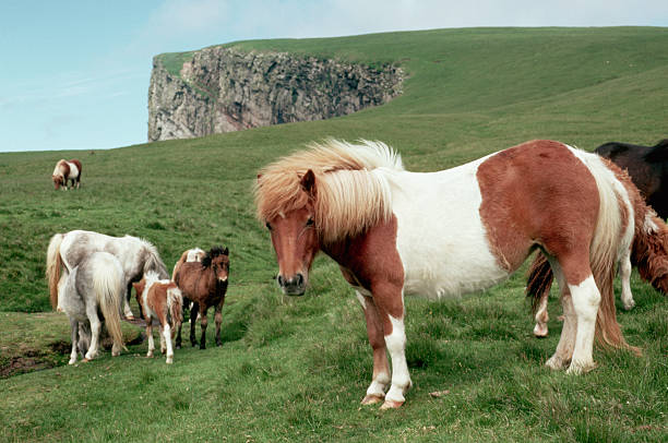 American Shetland Pony